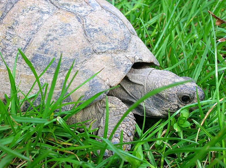 Testuggine terrestre Testudo hermanni hermanni